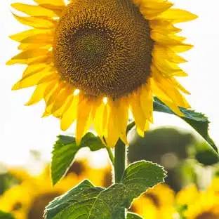 The wayward reader icon review on Night Demon