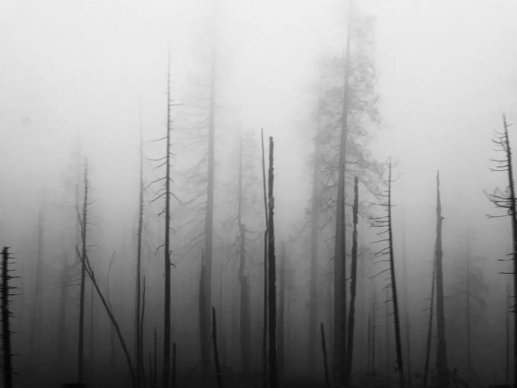 Haunted forest with death pine trees piercing a foggy forest bed.